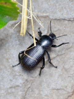 Eleodes obscura dispersa by (c) Michelle W. （鍾偉瑋）, some rights reserved (CC BY), uploaded by Michelle W. （鍾偉瑋）. Used under a CC-BY license.