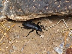 Eleodes obscura dispersa by (c) Michelle W. （鍾偉瑋）, some rights reserved (CC BY), uploaded by Michelle W. （鍾偉瑋）. Used under a CC-BY license.