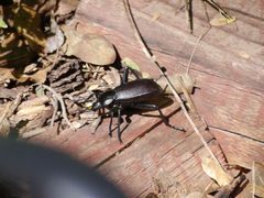 Eleodes obscura sulcipennis by (c) Matt Muir, some rights reserved (CC BY), uploaded by Matt Muir. Used under a CC-BY license.