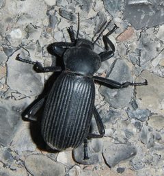 Eleodes obscura sulcipennis by (c) David Batchelor, some rights reserved (CC BY), uploaded by David Batchelor. Used under a CC-BY license.