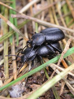 Eleodes parvicollis by no rights reserved, uploaded by Andy Kleinhesselink. Used under a CC0 license.