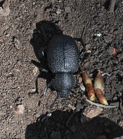 Eleodes pimelioides by (c) Wendy McCrady, some rights reserved (CC BY), uploaded by Wendy McCrady. Used under a CC-BY license.