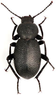 Eleodes pimelioides by (c) Koji Shiraiwa, some rights reserved (CC BY), uploaded by Koji Shiraiwa. Used under a CC-BY license.