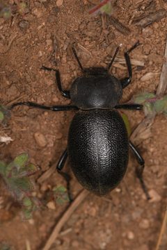 Eleodes scabricula by (c) Trevor Van Loon, some rights reserved (CC BY), uploaded by Trevor Van Loon. Used under a CC-BY license.