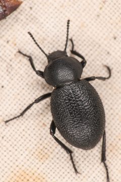 Eleodes scabrosa by (c) Trevor Van Loon, some rights reserved (CC BY), uploaded by Trevor Van Loon. Used under a CC-BY license.