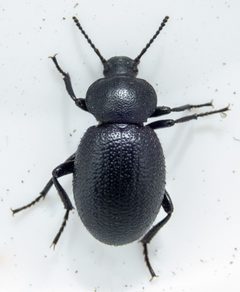 Eleodes scabrosa by (c) Don Loarie, some rights reserved (CC BY), uploaded by Don Loarie. Used under a CC-BY license.