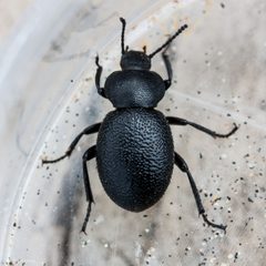Eleodes scabrosa by (c) Ken-ichi Ueda, some rights reserved (CC BY), uploaded by Ken-ichi Ueda. Used under a CC-BY license.