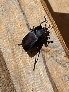 Eleodes suturalis by (c) Tamberly Conway, some rights reserved (CC BY), uploaded by Tamberly Conway. Used under a CC-BY license.