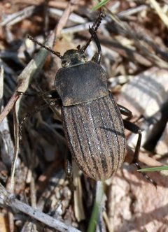 Eleodes tricostata by (c) Catherine C. Galley, some rights reserved (CC BY), uploaded by Catherine C. Galley. Used under a CC-BY license.