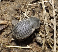 Eleodes tricostata by (c) Sarah Zukoff, some rights reserved (CC BY). Used under a CC-BY license.