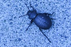 Eleodes tuberculata by (c) Jay Pruett, some rights reserved (CC BY), uploaded by Jay Pruett. Used under a CC-BY license.