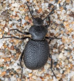 Eleodes tuberculata by (c) Don Loarie, some rights reserved (CC BY), uploaded by Don Loarie. Used under a CC-BY license.
