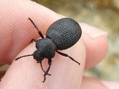 Eleodes tuberculata by (c) Sam Kieschnick, some rights reserved (CC BY), uploaded by Sam Kieschnick. Used under a CC-BY license.