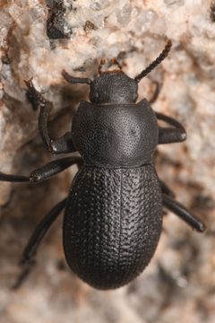 Eleodimorpha bolcan by (c) Trevor Van Loon, some rights reserved (CC BY), uploaded by Trevor Van Loon. Used under a CC-BY license.