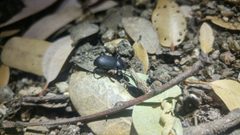Eleodimorpha by (c) Casey H. Richart, some rights reserved (CC BY), uploaded by Casey H. Richart. Used under a CC-BY license.