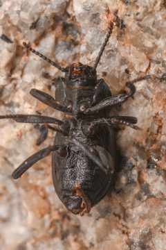 Eleodimorpha by (c) Trevor Van Loon, some rights reserved (CC BY), uploaded by Trevor Van Loon. Used under a CC-BY license.