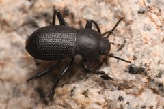 Eleodimorpha by (c) Trevor Van Loon, some rights reserved (CC BY), uploaded by Trevor Van Loon. Used under a CC-BY license.