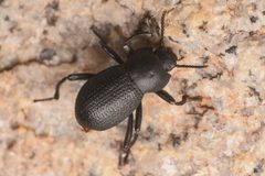 Eleodimorpha by (c) Trevor Van Loon, some rights reserved (CC BY), uploaded by Trevor Van Loon. Used under a CC-BY license.