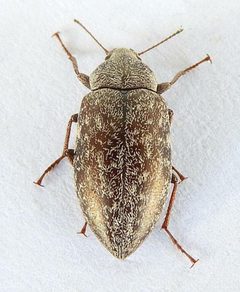 Epitragodes tomentosus by (c) jimeckert49, some rights reserved (CC BY). Used under a CC-BY license.
