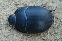 Eusattus robustus by (c) Casey H. Richart, some rights reserved (CC BY), uploaded by Casey H. Richart. Used under a CC-BY license.