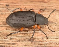 Haplandrus fulvipes by (c) skitterbug, some rights reserved (CC BY), uploaded by skitterbug. Used under a CC-BY license.