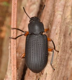 Haplandrus fulvipes by (c) skitterbug, some rights reserved (CC BY), uploaded by skitterbug. Used under a CC-BY license.