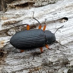 Haplandrus fulvipes by (c) Will Kuhn, some rights reserved (CC BY), uploaded by Will Kuhn. Used under a CC-BY license.