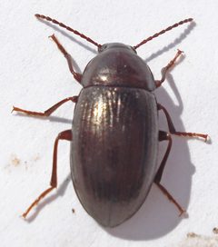 Helopini by (c) Mick Talbot, some rights reserved (CC BY). Used under a CC-BY license.