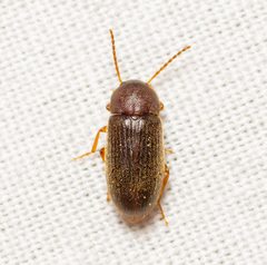 Hymenochara by (c) Justin Williams, some rights reserved (CC BY), uploaded by Justin Williams. Used under a CC-BY license.