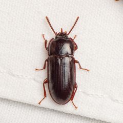 Hypogena tricornis by (c) Justin Williams, some rights reserved (CC BY), uploaded by Justin Williams. Used under a CC-BY license.
