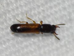 Iccius cylindricus by (c) Sam Kieschnick, some rights reserved (CC BY), uploaded by Sam Kieschnick. Used under a CC-BY license.