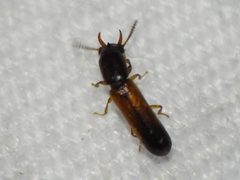 Iccius cylindricus by (c) Sam Kieschnick, some rights reserved (CC BY), uploaded by Sam Kieschnick. Used under a CC-BY license.