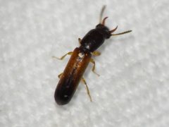 Iccius cylindricus by (c) Sam Kieschnick, some rights reserved (CC BY), uploaded by Sam Kieschnick. Used under a CC-BY license.