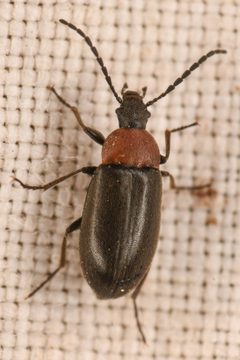 Isomira variabilis by (c) Trevor Van Loon, some rights reserved (CC BY), uploaded by Trevor Van Loon. Used under a CC-BY license.