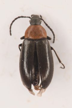 Isomira variabilis by (c) Trevor Van Loon, some rights reserved (CC BY), uploaded by Trevor Van Loon. Used under a CC-BY license.