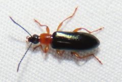 Statira croceicollis by no rights reserved, uploaded by kcthetc1. Used under a CC0 license.