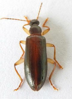 Statira dolera by (c) jimeckert49, some rights reserved (CC BY). Used under a CC-BY license.