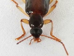 Statira dolera by (c) jimeckert49, some rights reserved (CC BY). Used under a CC-BY license.
