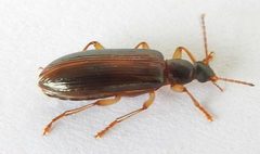 Statira dolera by (c) jimeckert49, some rights reserved (CC BY). Used under a CC-BY license.