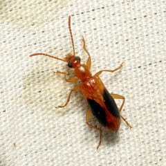 Statira nigromaculata by (c) Katja Schulz, some rights reserved (CC BY). Used under a CC-BY license.