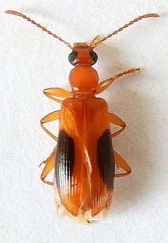 Statira nigromaculata by (c) jimeckert49, some rights reserved (CC BY). Used under a CC-BY license.