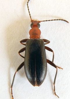 Statira pluripunctata by (c) jimeckert49, some rights reserved (CC BY). Used under a CC-BY license.