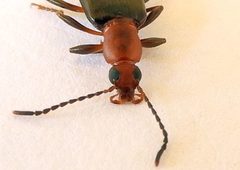 Statira pluripunctata by (c) jimeckert49, some rights reserved (CC BY). Used under a CC-BY license.