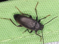 Lobopoda opacicollis by (c) Rosario, some rights reserved (CC BY), uploaded by Rosario. Used under a CC-BY license.