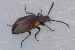 Lystronychus scapularis by (c) Trevor Van Loon, some rights reserved (CC BY), uploaded by Trevor Van Loon. Used under a CC-BY license.