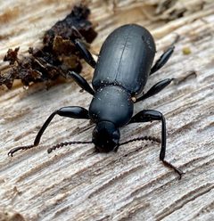 Merinus laevis by (c) drnancyjackson, some rights reserved (CC BY). Used under a CC-BY license.