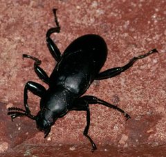 Merinus laevis by (c) Whitney Mattila, some rights reserved (CC BY), uploaded by Whitney Mattila. Used under a CC-BY license.