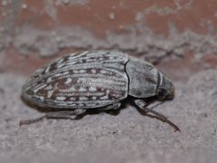 Metopoloba pruinosa by (c) Matt Muir, some rights reserved (CC BY), uploaded by Matt Muir. Used under a CC-BY license.