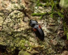 Mycetochara haldemani by (c) Zachary Dankowicz, some rights reserved (CC BY), uploaded by Zachary Dankowicz. Used under a CC-BY license.