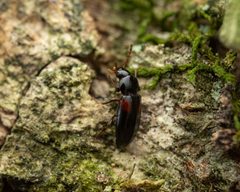 Mycetochara haldemani by (c) Zachary Dankowicz, some rights reserved (CC BY), uploaded by Zachary Dankowicz. Used under a CC-BY license.